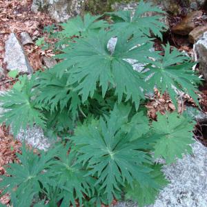 Photographie n°51331 du taxon Aconitum lycoctonum subsp. vulparia (Rchb.) Nyman [1889]