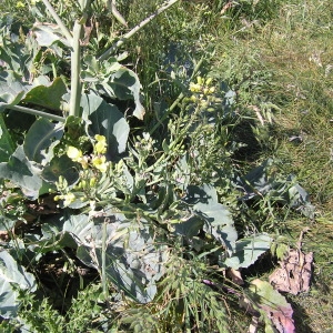 Photographie n°51343 du taxon Brassica oleracea L. [1753]