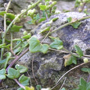 Photographie n°51352 du taxon Cochlearia danica L. [1753]