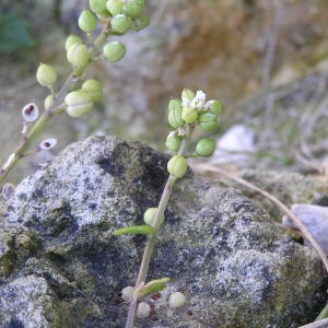 Photographie n°51353 du taxon Cochlearia danica L. [1753]