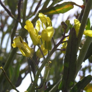 Brassica acephala H.Lév. ex Prain (Chou)