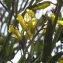  Andrine Faure - Brassica oleracea L. [1753]