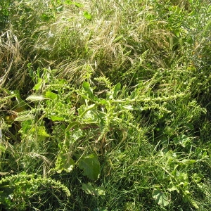 Photographie n°51355 du taxon Beta vulgaris subsp. maritima (L.) Arcang. [1882]