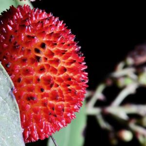 Photographie n°51359 du taxon Arbutus unedo L. [1753]