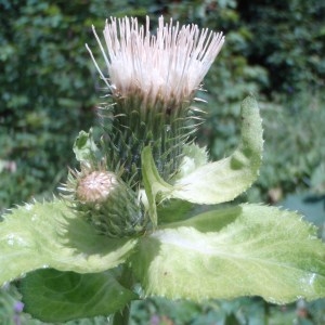 Photographie n°51365 du taxon Cirsium oleraceum (L.) Scop. [1769]