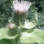  Genevieve Botti - Cirsium oleraceum (L.) Scop. [1769]