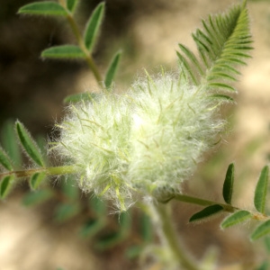 Photographie n°51379 du taxon Astragalus alopecuroides L. [1753]