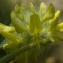  Liliane Roubaudi - Astragalus alopecuroides L. [1753]