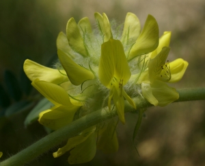 Liliane Roubaudi, le  2 novembre 2010 (Nissan-lez-Enserune)