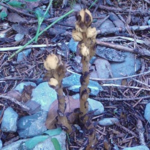 Monotropa hypopitys subsp. glabra Schübler & G.Martens (Monotrope du Hêtre)