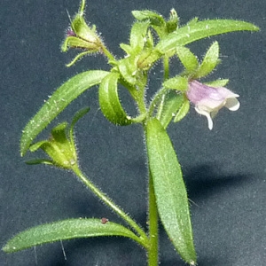 Photographie n°51407 du taxon Chaenorhinum minus (L.) Lange [1870]