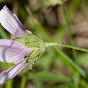 Photographie n°51430 du taxon Althaea cannabina L. [1753]