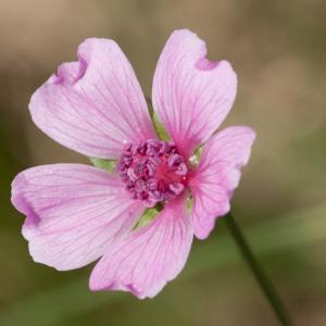 Photographie n°51431 du taxon Althaea cannabina L. [1753]