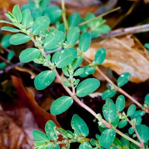 Photographie n°51436 du taxon Euphorbia prostrata Aiton