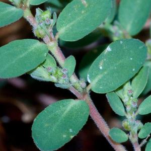 Photographie n°51437 du taxon Euphorbia prostrata Aiton