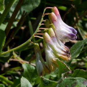 Photographie n°51461 du taxon Vicia orobus DC. [1815]