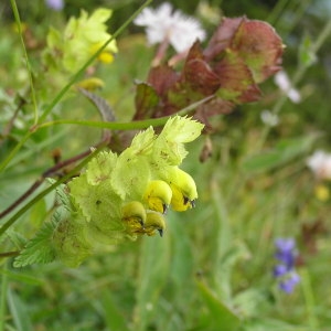 Photographie n°51488 du taxon Rhinanthus alectorolophus (Scop.) Pollich [1777]