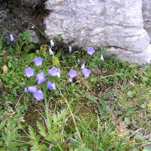 Photographie n°51490 du taxon Campanula rotundifolia L. [1753]