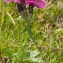  Jean-Jacques Houdré - Dianthus sylvaticus Hoppe ex Willd. [1809]