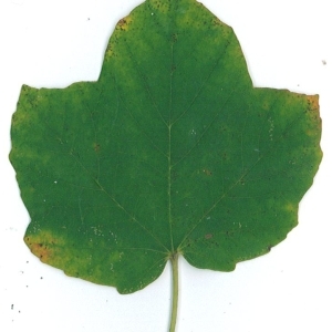 Photographie n°51519 du taxon Acer opalus Mill. [1768]