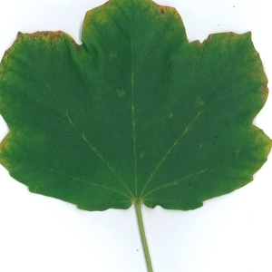 Photographie n°51522 du taxon Acer opalus Mill. [1768]