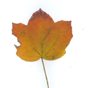 Photographie n°51528 du taxon Acer opalus Mill. [1768]