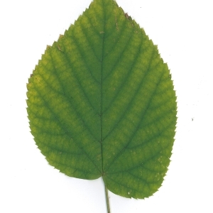 Photographie n°51547 du taxon Tilia platyphyllos Scop. [1771]