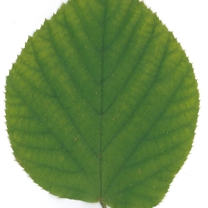 Photographie n°51548 du taxon Tilia platyphyllos Scop. [1771]