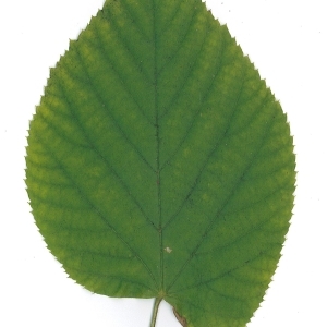 Photographie n°51553 du taxon Tilia platyphyllos Scop. [1771]