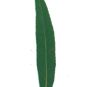 Photographie n°51554 du taxon Salix x sepulcralis Simonk. [1890]