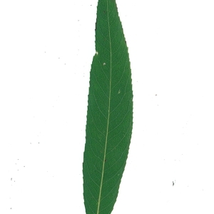 Photographie n°51555 du taxon Salix x sepulcralis Simonk. [1890]