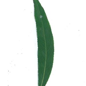 Photographie n°51556 du taxon Salix x sepulcralis Simonk. [1890]