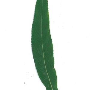 Photographie n°51557 du taxon Salix x sepulcralis Simonk. [1890]