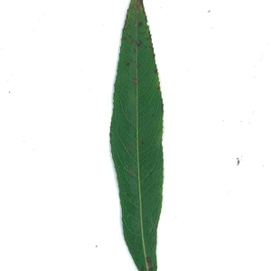 Photographie n°51558 du taxon Salix x sepulcralis Simonk. [1890]