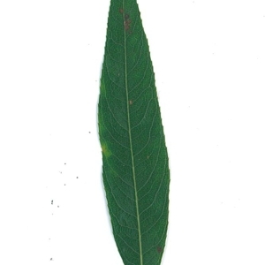 Photographie n°51559 du taxon Salix x sepulcralis Simonk. [1890]