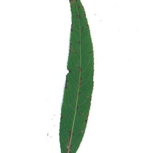 Photographie n°51560 du taxon Salix x sepulcralis Simonk. [1890]