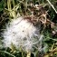  Josette RIVORY - Cirsium eriophorum (L.) Scop. [1772]