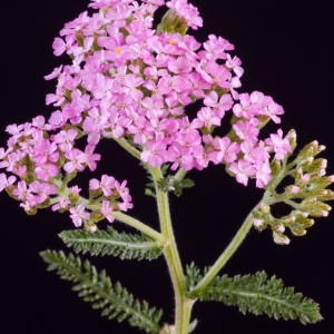 Photographie n°51564 du taxon Achillea millefolium L. [1753]