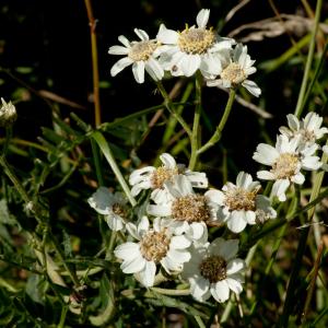 Photographie n°51569 du taxon Achillea ptarmica subsp. ptarmica 