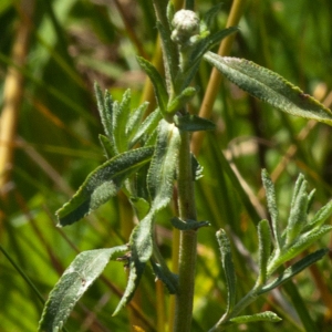 Photographie n°51570 du taxon Achillea ptarmica subsp. ptarmica 