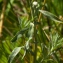  Jean-Jacques Houdré - Achillea ptarmica subsp. ptarmica 