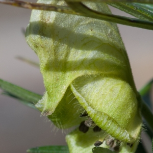 Photographie n°51571 du taxon Aconitum anthora L.