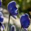  Jean-Jacques Houdré - Aconitum burnatii Gáyer [1909]