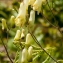  Jean-Jacques Houdré - Aconitum lycoctonum subsp. neapolitanum (Ten.) Nyman [1878]