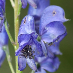 Photographie n°51580 du taxon Aconitum napellus L. [1753]