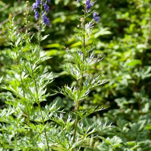 Photographie n°51581 du taxon Aconitum napellus L. [1753]