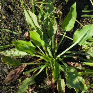 Photographie n°51595 du taxon Alisma plantago-aquatica L. [1753]