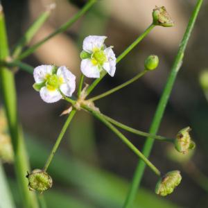 Photographie n°51596 du taxon Alisma plantago-aquatica L. [1753]