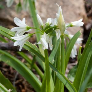 Photographie n°51597 du taxon Allium triquetrum L. [1753]