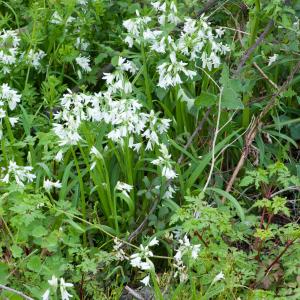 Photographie n°51599 du taxon Allium triquetrum L. [1753]